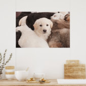 Kutest Baby Animals | Een klapstapel Puppies Poster (Keuken)