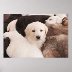 Kutest Baby Animals   Een klapstapel Puppies Poster