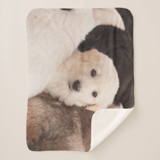 Kutest Baby Animals | Een klapstapel Puppies Sherpa Deken (Voorkant)