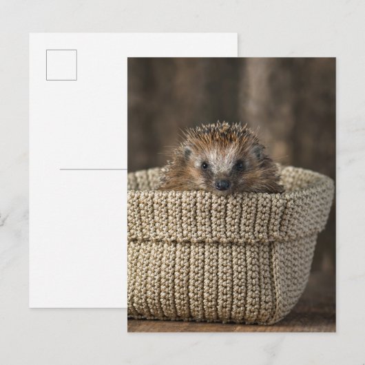 Kutest Baby Animals | Egel in een mand Briefkaart (Voorkant / Achterkant)