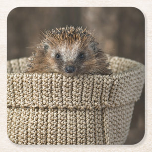 Kutest Baby Animals   Egel in een mand Kartonnen Onderzetters