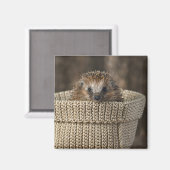 Kutest Baby Animals | Egel in een mand Magneet (Voorkant / Achterkant)