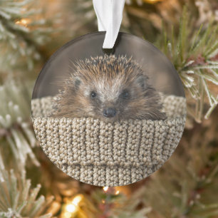 Kutest Baby Animals Egel in een mand Ornament