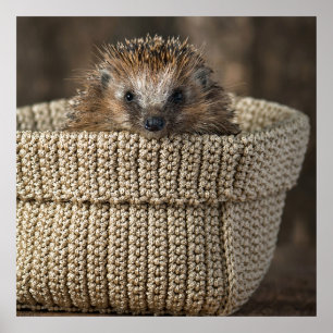 Kutest Baby Animals Egel in een mand Poster