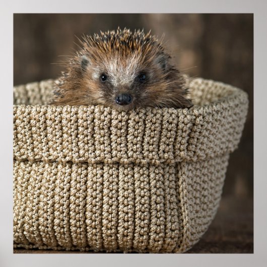 Kutest Baby Animals | Egel in een mand Poster (Voorkant)
