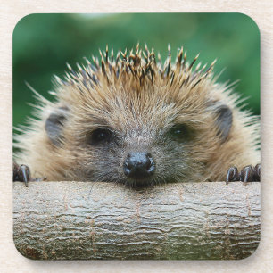 Kutest Baby Animals   Egel Smile Bier Onderzetter