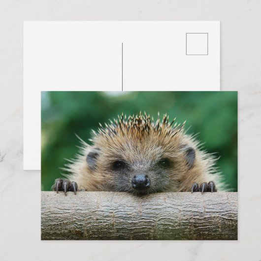 Kutest Baby Animals | Egel Smile Briefkaart (Voorkant / Achterkant)