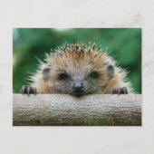 Kutest Baby Animals | Egel Smile Briefkaart (Voorkant)