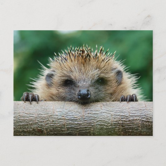 Kutest Baby Animals | Egel Smile Briefkaart (Voorkant)