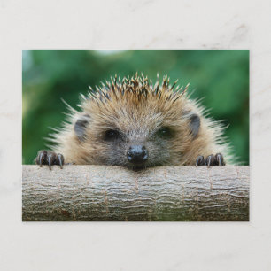 Kutest Baby Animals   Egel Smile Briefkaart
