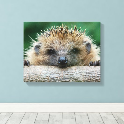 Kutest Baby Animals | Egel Smile Canvas Afdruk (Insitu (Houten vloer))