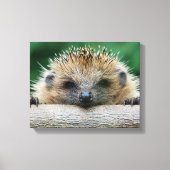 Kutest Baby Animals | Egel Smile Canvas Afdruk (Voorkant)