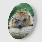 Kutest Baby Animals | Egel Smile Grote Klok (Hoek)