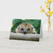 Kutest Baby Animals | Egel Smile Kaart (Gele Bloem)