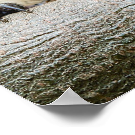 Kutest Baby Animals | Egel Smile Poster (Hoek)