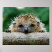 Kutest Baby Animals | Egel Smile Poster (Voorkant)