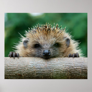 Kutest Baby Animals   Egel Smile Poster
