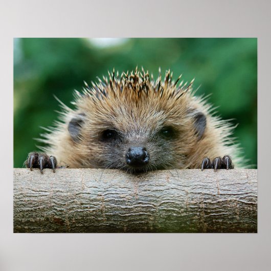 Kutest Baby Animals | Egel Smile Poster (Voorkant)