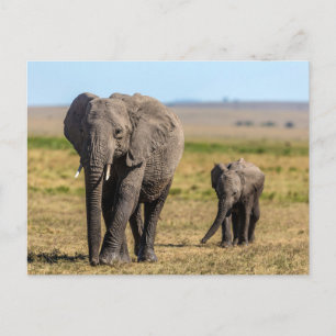 Kutest Baby Animals Elephant Moeder & Baby Briefkaart