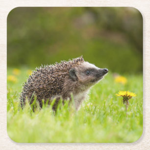 Kutest Baby Animals   Europese egel Kartonnen Onderzetters
