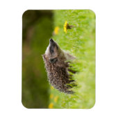 Kutest Baby Animals | Europese egel Magneet (Verticaal)
