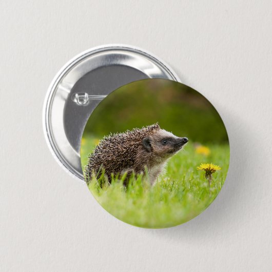 Kutest Baby Animals | Europese egel Ronde Button 5,7 Cm (Voorkant /achterkant)