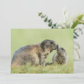 Kutest Baby Animals | Familie Alpine Marmot Bedankkaart (Staand voorkant)