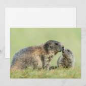 Kutest Baby Animals | Familie Alpine Marmot Bedankkaart (Voorkant / Achterkant)