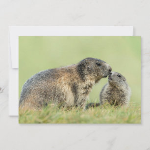 Kutest Baby Animals   Familie Alpine Marmot Bedankkaart