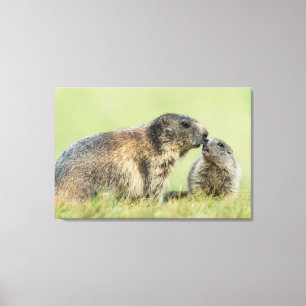 Kutest Baby Animals   Familie Alpine Marmot Canvas Afdruk