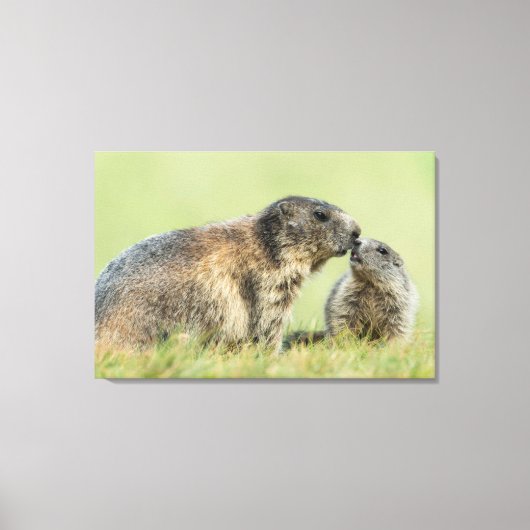 Kutest Baby Animals | Familie Alpine Marmot Canvas Afdruk (Voorkant)