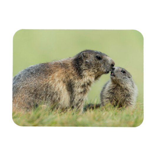 Kutest Baby Animals | Familie Alpine Marmot Magneet (Horizontaal)