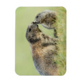 Kutest Baby Animals | Familie Alpine Marmot Magneet (Verticaal)