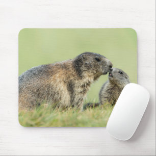 Kutest Baby Animals   Familie Alpine Marmot Muismat