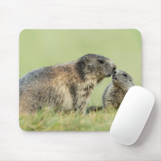 Kutest Baby Animals | Familie Alpine Marmot Muismat (Met muis)