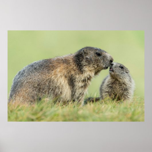 Kutest Baby Animals | Familie Alpine Marmot Poster (Voorkant)