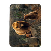 Kutest Baby Animals | Familie bruin Beer Magneet (Verticaal)