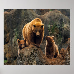 Kutest Baby Animals Familie bruin Beer Poster