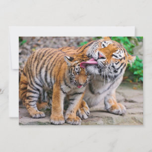 Kutest Baby Animals   Familie Siberië Tiger Bedankkaart