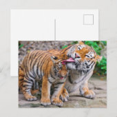 Kutest Baby Animals | Familie Siberië Tiger Briefkaart (Voorkant / Achterkant)