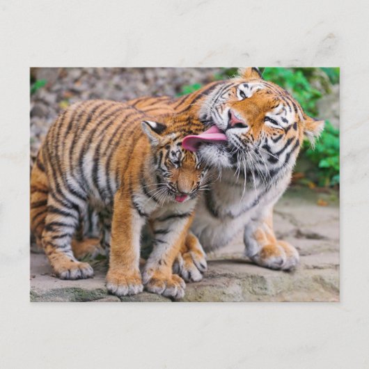 Kutest Baby Animals | Familie Siberië Tiger Briefkaart (Voorkant)