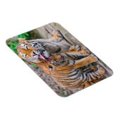 Kutest Baby Animals | Familie Siberië Tiger Magneet (Rechterzijde)