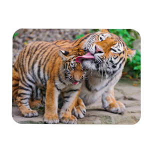 Kutest Baby Animals   Familie Siberië Tiger Magneet