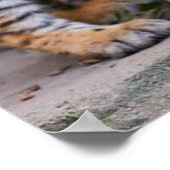 Kutest Baby Animals | Familie Siberië Tiger Poster (Hoek)