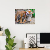 Kutest Baby Animals | Familie Siberië Tiger Poster (Thuiskantoor)