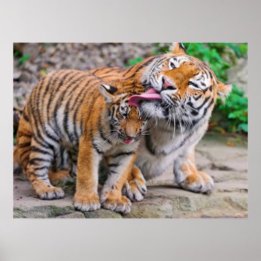 Kutest Baby Animals | Familie Siberië Tiger Poster (Voorkant)