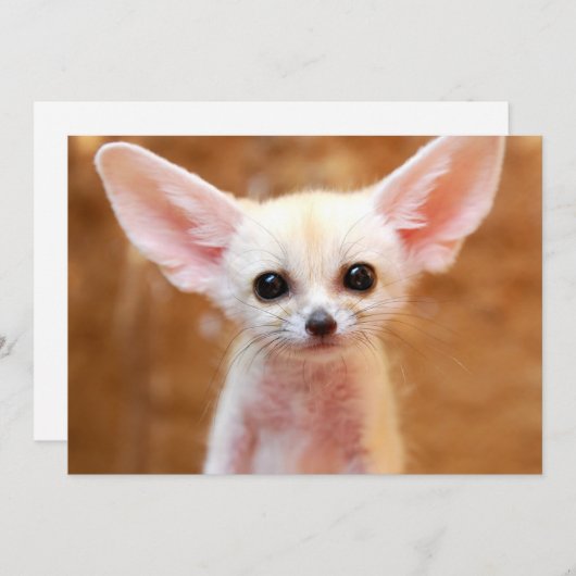 Kutest Baby Animals | Fennec Fox Bedankkaart (Voorkant / Achterkant)