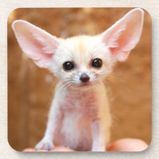 Kutest Baby Animals | Fennec Fox Bier Onderzetter (Voorkant)
