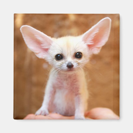 Kutest Baby Animals | Fennec Fox Magneet (Voorkant)
