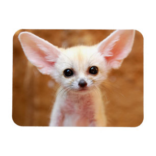 Kutest Baby Animals Fennec Fox Magneet